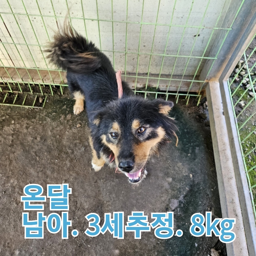 보호중 믹스견의 가…